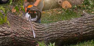 Best Commercial Tree Services  in Highland, NY